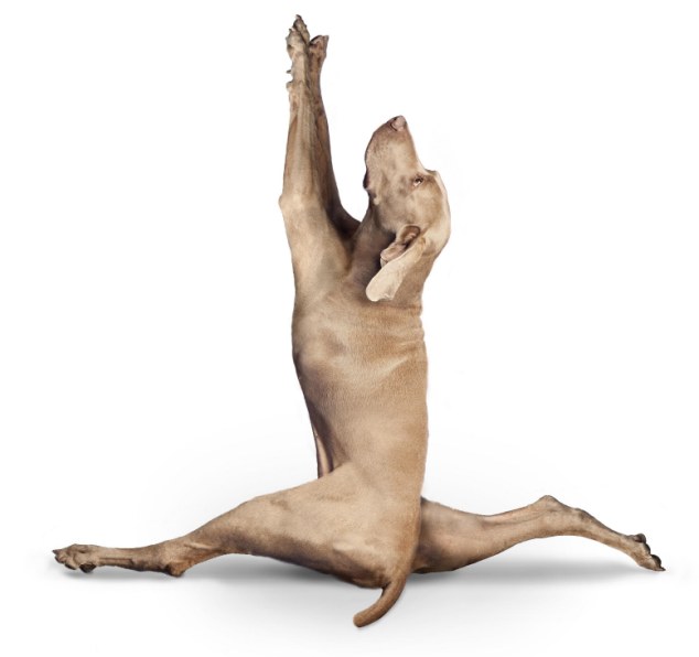yoga-dogs-05