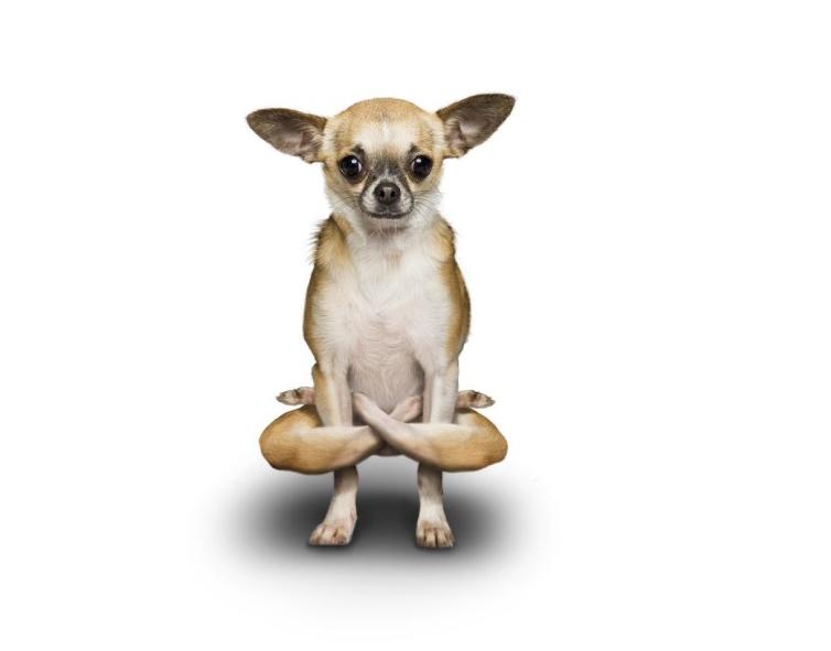 yoga-dogs-07