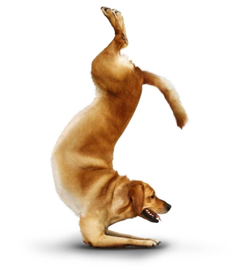 yoga-dogs-08