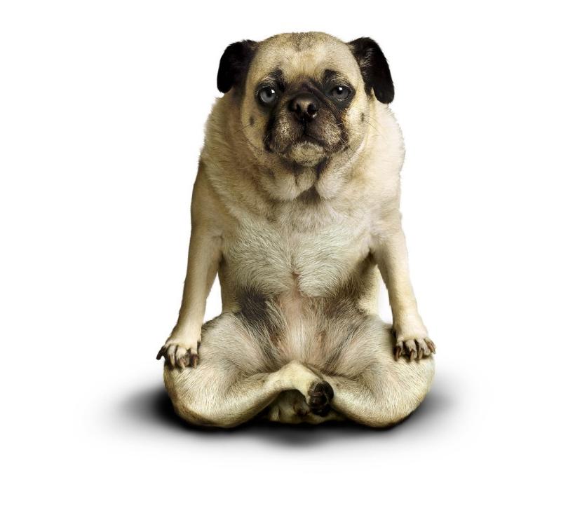 yoga-dogs