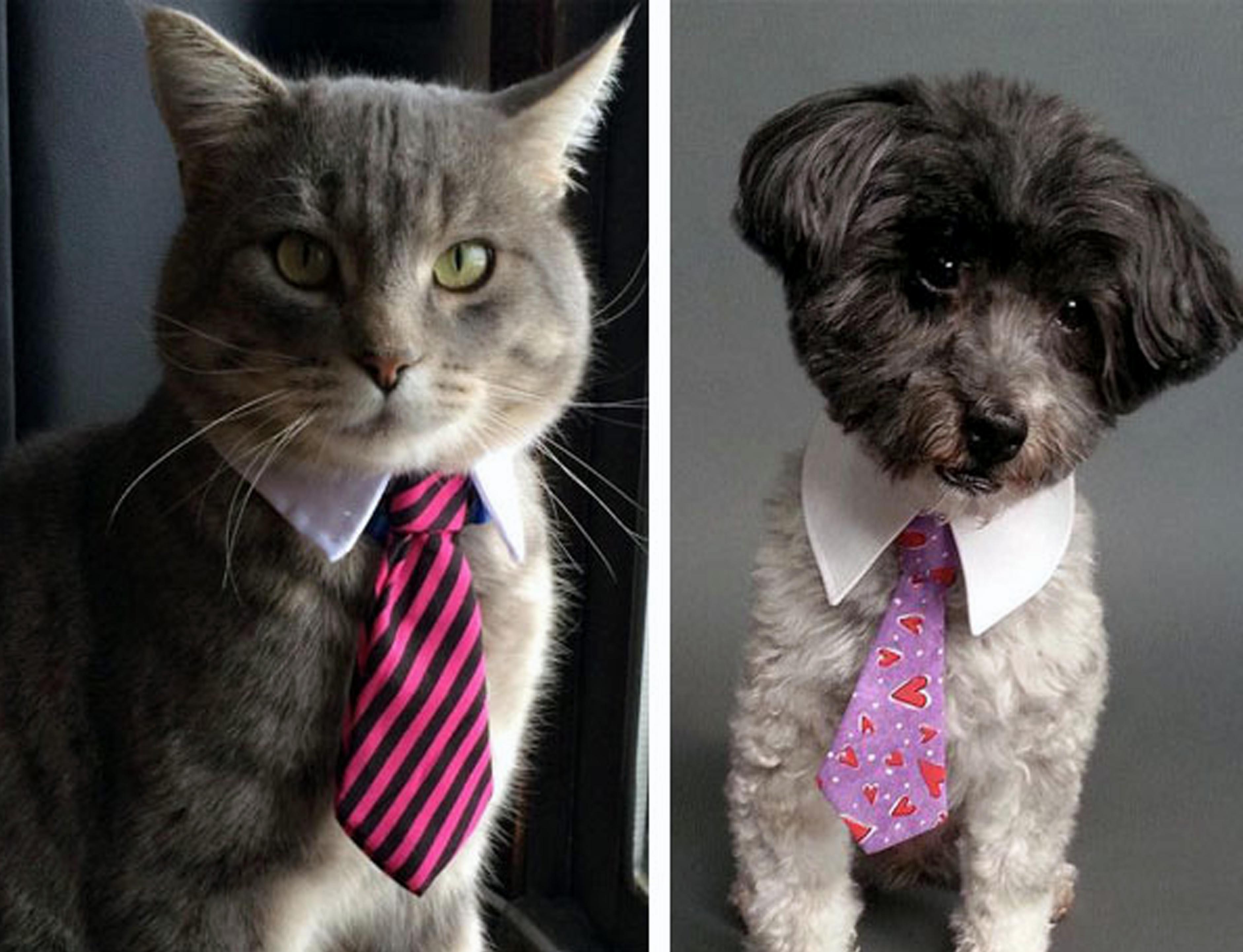 corbata perros y gatos